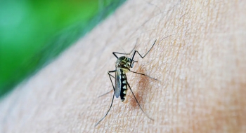 Brasil ultrapassa 650 mil casos de dengue